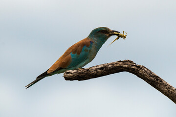 Rollier d'Europe,.Coracias garrulus, European Roller