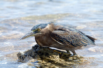 striated heron fishing in the red sea Egypt