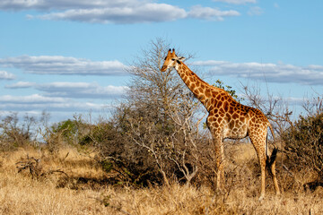 Giraffe searching for food in the Kruger National Park in South Africa