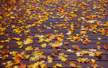Herbstlich: Ahornblätter in gelb, rot und orange auf Holzdielen im Herbst als Hintergrund