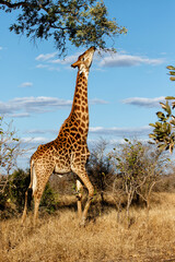 Giraffe searching for food in the Kruger National Park in South Africa - obrazy, fototapety, plakaty