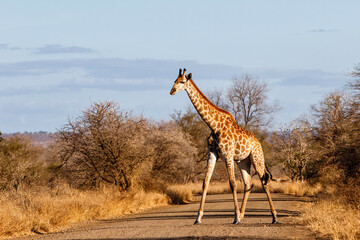 Giraffe searching for food in the Kruger National Park in South Africa