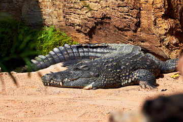 beautiful specimen of nile crocodile lying on the ground relaxed in a zoo in valencia spain