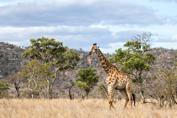 Giraffe searching for food in the Kruger National Park in South Africa