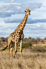 Giraffe searching for food in the Kruger National Park in South Africa