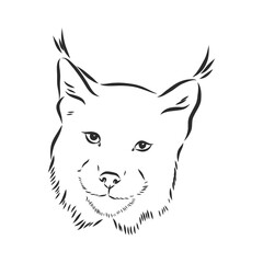 lynx design - wild bobcat black and white vector outline, lynx , vector sketch illustration