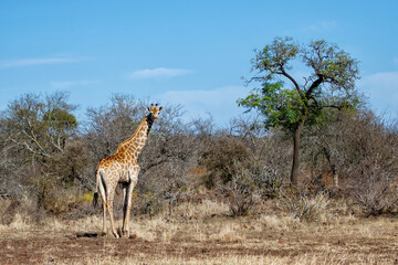 Giraffe searching for food in the Kruger National Park in South Africa