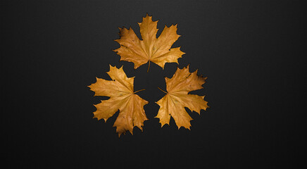 Orange autumn leaves on a black background.