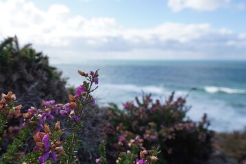 sea cliff heather close up