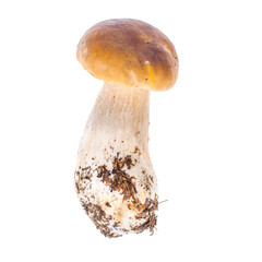 Natural fresh forest white mushroom, boletus