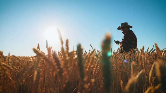 Young farmer in hat working in a wheat field at sunset. Agronomist plans harvest among ears of wheat. Smart farming, using modern technologies in agriculture.