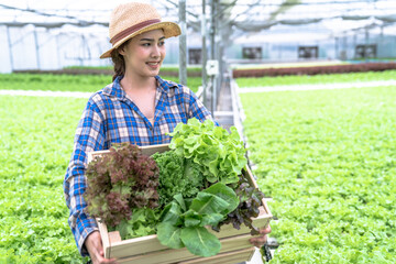 Beautiful Asian woman is smiling and harvesting vegetables from a hydroponic farm, Concept of growing organic vegetables and healthy food.