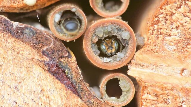Male wild solitary bee Osmia rapunculi (Syn. Chelostoma rapunculi),  looks out of the nest hole in a hollow reed stem of an insect hotel, alongside a female is busy at work.