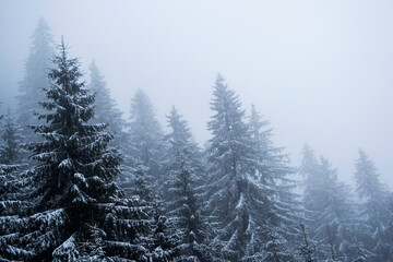 Forest covered of snow, winter season, Transfagarasan road, Romania.