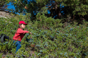 A girl in a red sports cap collects juniper berries in the forest - 385795672