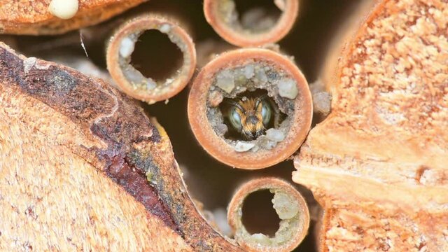 Male wild solitary bee Osmia rapunculi (Syn. Chelostoma rapunculi),  looks out of the nest hole in a hollow reed stem of an insect hotel. 