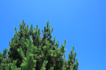 松と青空