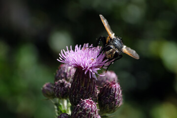 A selective focus shot of an insect on a purple blossom and dark blurred bachground - Stockphoto