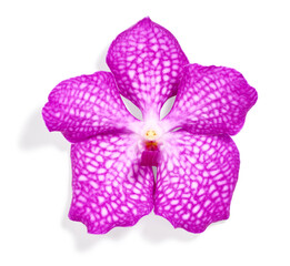 Pink orchid flower isolated on white background