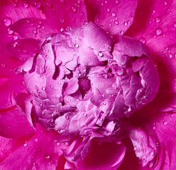 Peony flower with drops of water