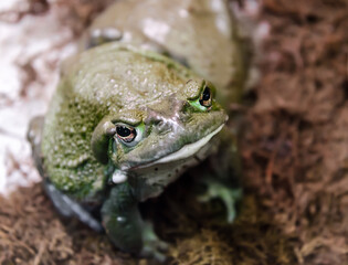 frog with a hypnotic gaze looks at the camera