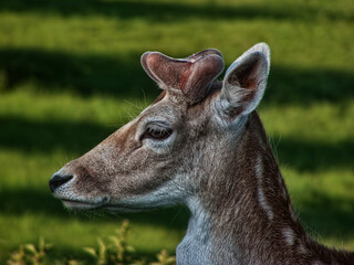 Dammhirsch
