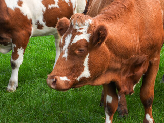spotted cow in a field, brown and white