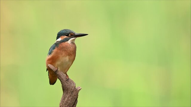 Eisvogel alcedo atthis