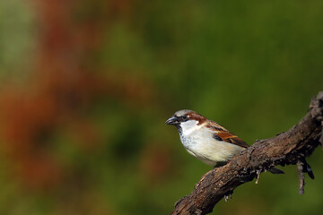 The house sparrow (Passer domesticus) on a branch with a colorfull background. Little brown European singer on a twig.