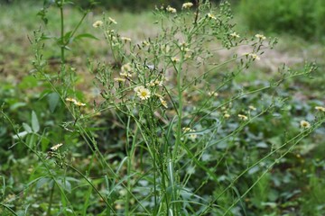 Lactuca indica (Indian lettuce ) / Asteraceae grass