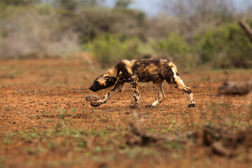 The African wild dog, African hunting dog, or African painted dog (Lycaon pictus), an young dog sneaks up to prey. Wild dog in a dry bushy landscape in South Africa.