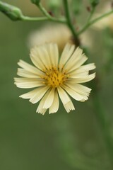 Fototapeta premium Lactuca indica (Indian lettuce ) / Asteraceae grass