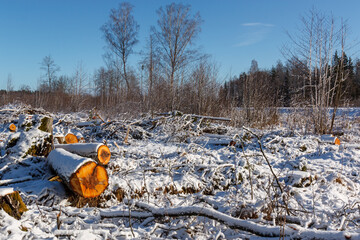 Deforestation. Felled trees logs on a sunshine winter day after cutting down forest.