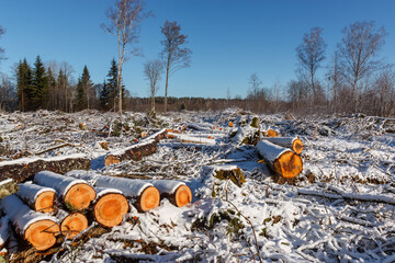Deforestation. Felled trees logs on a sunshine winter day after cutting down forest.