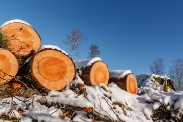 Deforestation. Felled trees logs on a sunshine winter day after cutting down forest.