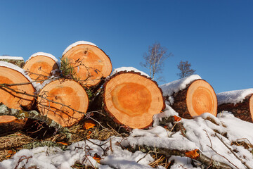 Deforestation. Felled trees logs on a sunshine winter day after cutting down forest.
