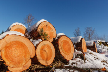 Deforestation. Felled trees logs on a sunshine winter day after cutting down forest.