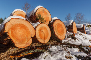 Deforestation. Felled trees logs on a sunshine winter day after cutting down forest.