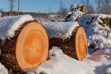 Deforestation. Felled trees logs on a sunshine winter day after cutting down forest.