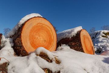 Deforestation. Felled trees logs on a sunshine winter day after cutting down forest.
