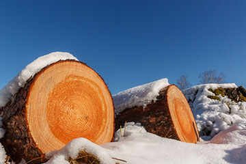 Deforestation. Felled trees logs on a sunshine winter day after cutting down forest.