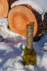 Deforestation. Felled trees logs on a sunshine winter day after cutting down forest.