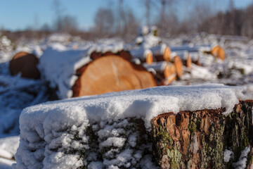 Deforestation. Felled trees logs on a sunshine winter day after cutting down forest.