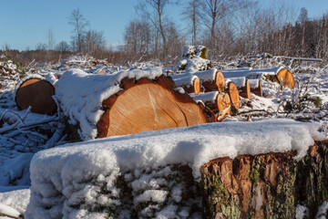 Deforestation. Felled trees logs on a sunshine winter day after cutting down forest.