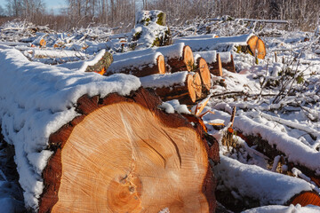 Deforestation. Felled trees logs on a sunshine winter day after cutting down forest.