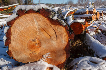 Deforestation. Felled trees logs on a sunshine winter day after cutting down forest.