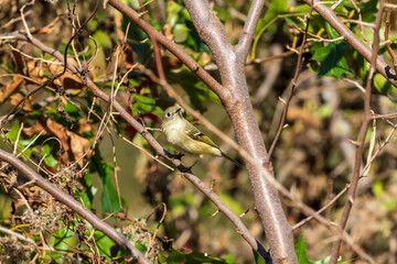 bird on a branch