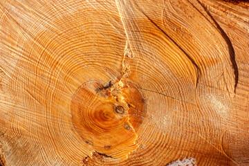 Deforestation. Felled trees logs on a sunshine winter day after cutting down forest.