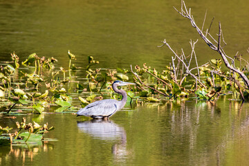 great blue heron