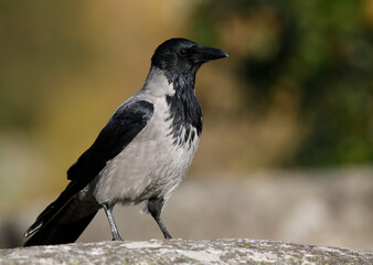 Hooded Crow